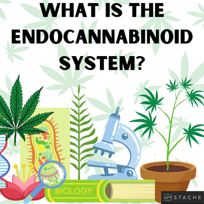 What is the Endocannabinoid System?